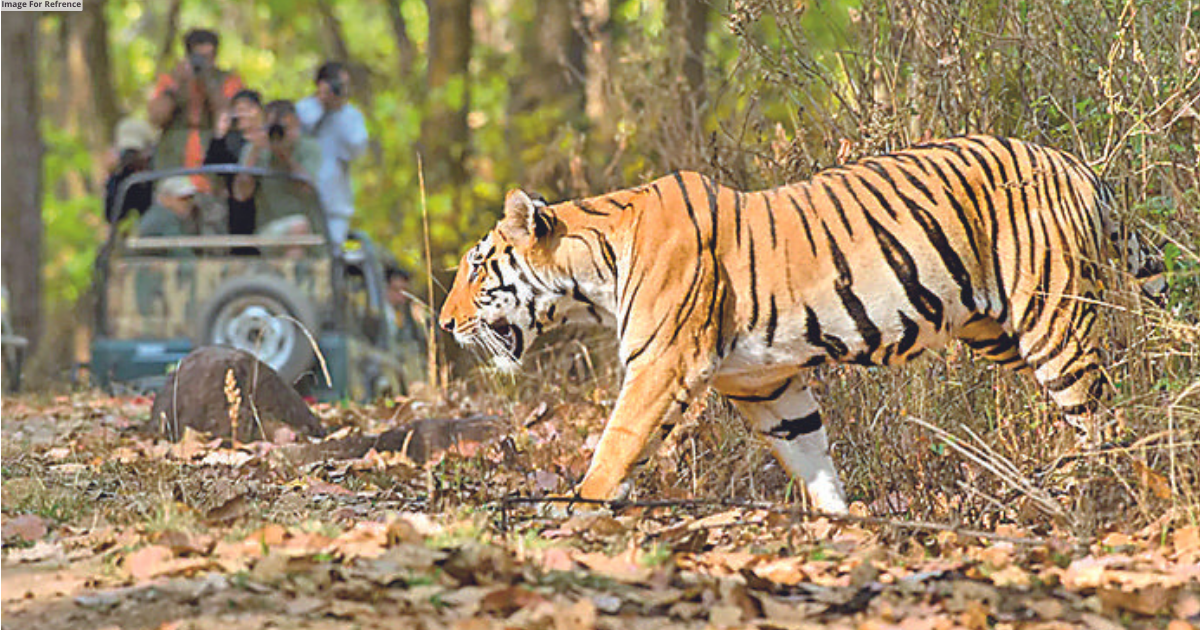 Declaring Kumbhalgarh as tiger reserve must